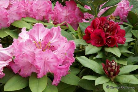 yflrh_DSC05796.JPG - Rhododendrons
